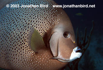 Gray Angelfish [Pomocanthus arcuatus]